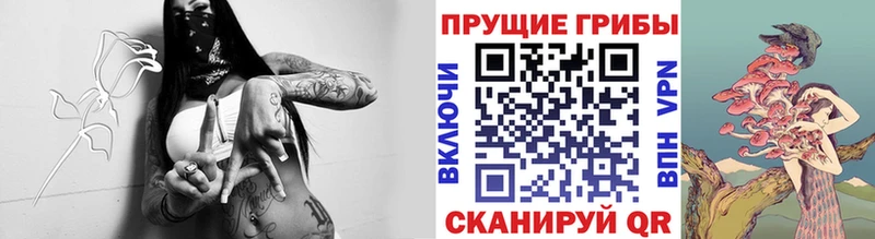 Купить где  Бологое  Галлюциногенные грибы Cubensis 